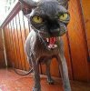 Котенок.jpg